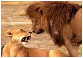 Лев и львица в Зоопарк Ялта