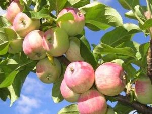 Яблоки в частном секторе
