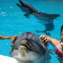 Дельфинотерапия в Крыму