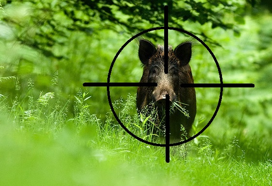 Охота на кабана в Крыму